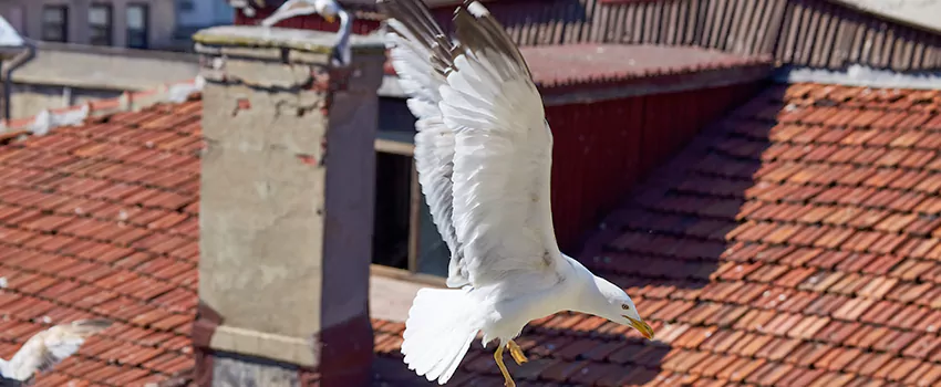 Residential Chimney Animal Removal Solution in Walker, MI