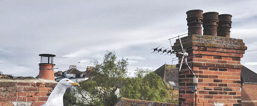 Chimney Cleaning And Restoration in Walker, Michigan